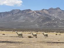 vicuñas, guanacos