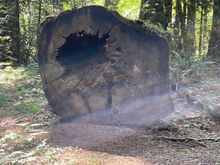 An old fellow that's been down for quite awhile