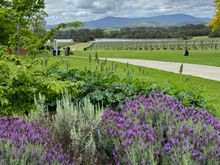 Lovely grounds at Chandon Winery