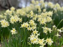 Trying out the portrait mode to blur background 