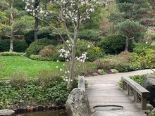 Picture of “my” Japanese Gardens last week. By mid May the banks of the creed will be covered with purple irises. But the star magnolia blooms will be gone. That’s how life works. 