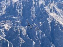 Andean Condor flying freely in Colca Canyon