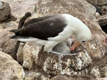 Endangered Black-browed Albatross with its chick