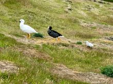 Kelp Geese (male on R, female on L)