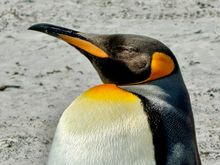 King penguin enjoying a beach day 