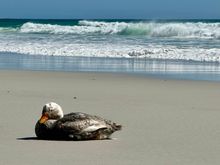 Falkland Steamer Duck enjoying a day at the beach! This flightless duck is one of only two endemic birds here.