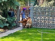 Two neighbor girls from down the street have learned Lily and Molly’s names and call for them when they’re biking by to give some pets. 