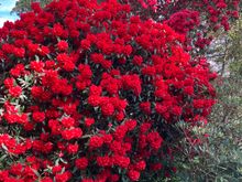 Blood red rhododendron you see immediately when entering the garden