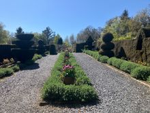 Caerau Gardens - formal allee and topiary