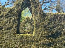 Caerau Gardens - looking through a window in two hedges