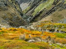 Colorful tundra 