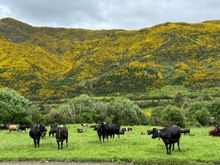 Black cows, green grass and yellow flowers - a very pretty combination