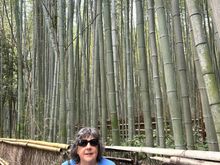 Bamboo Grove