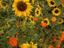 Where is Vincent when you need him?  He would have loved to paint these.