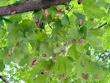 Some trees are covered with them!