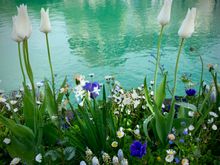 
Spring flowers in Thun
