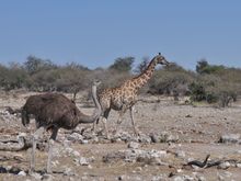 Whos getting to the finishline first