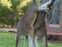 'Roo watching, Pinnaroo cemetery, Perth, WA 