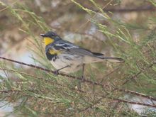 Yellow-rumped Warbler 