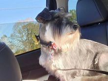 Coming home from the groomers 