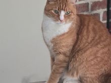 Someone is judging the Christmas decor. He’s climbed the tree twice so far. 