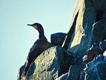Guillemot, same place