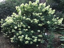 Blooming last year but maybe not this year. Sob!