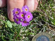 Scottish primrose, next to a coin for comparison