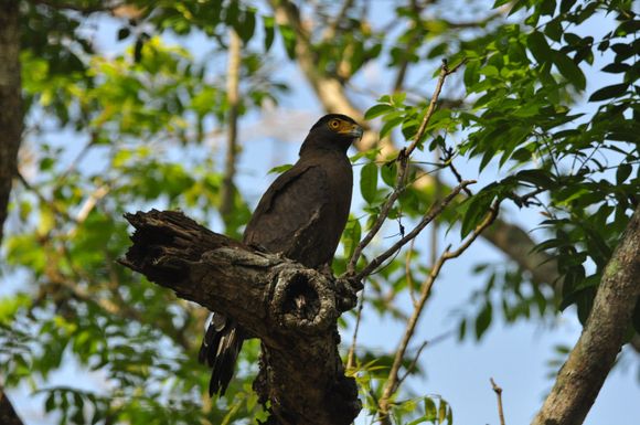Crested Serpent Eagle