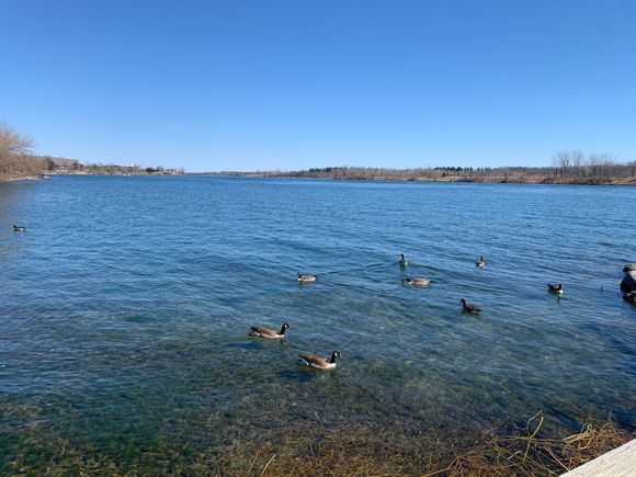 Views of geese and the Saint Lawrence River from Lamoureux Park.