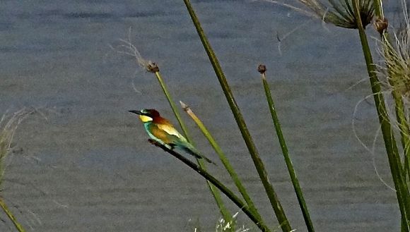 European Bee Eater,,  northern Israel. I apologize for lack of sharpness. Taken from hundreds of feet away,  this tiny image was cropped down severely to enlarge it to a recognizable  image. 