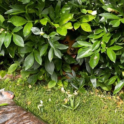 Molly helping me weed the flower bed. 