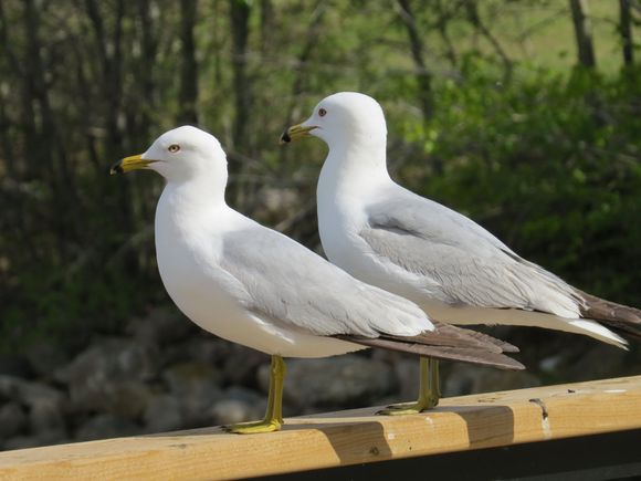 Ant this pair too, let me approach about 5 feet