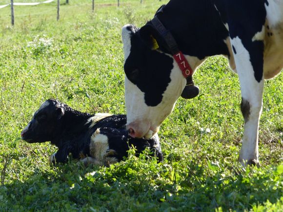 New born calf