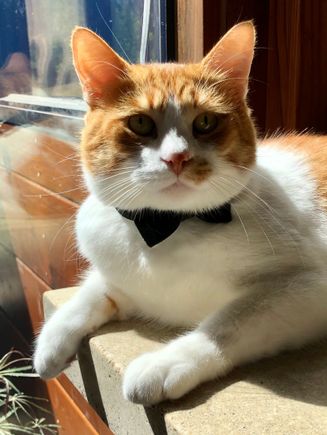 Oscar….whee are the toys