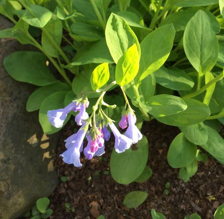 Virginia bluebells on Thursday 