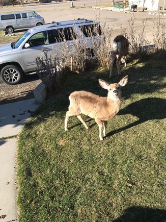 A sassy little deer in Gardiner, MT.