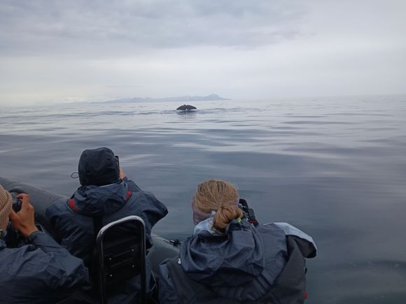 Getting ready to dive