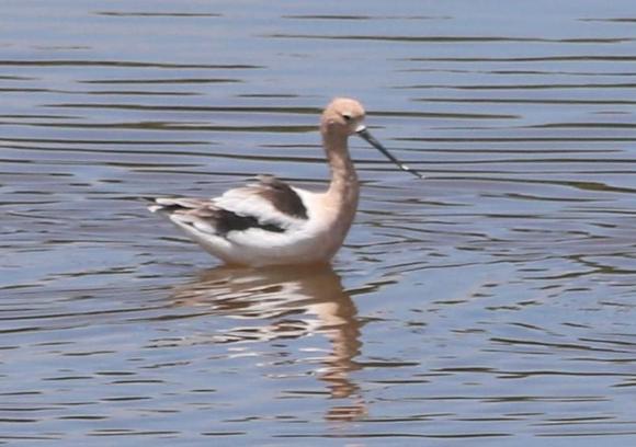 Another American Avocet