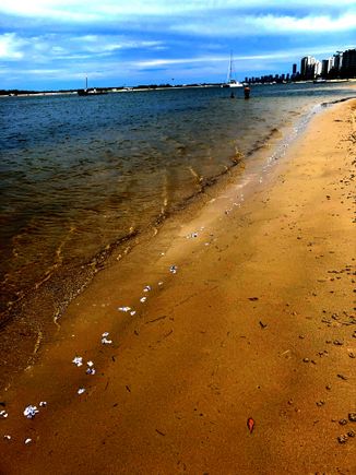 All lined up like bluebottles!