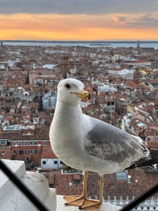 Taken from St. Mark's Campanile at sunset