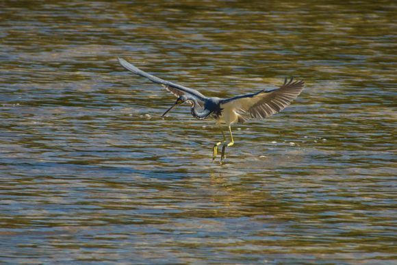 Tri-colored Heron, a new bird for me!