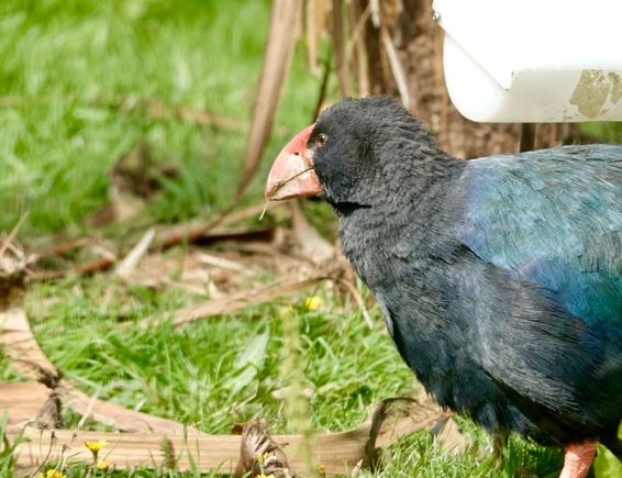 Takahe