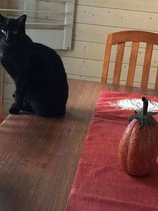 OK. You get one photo. My very own living, purring Halloween decor. Meet Inky. 