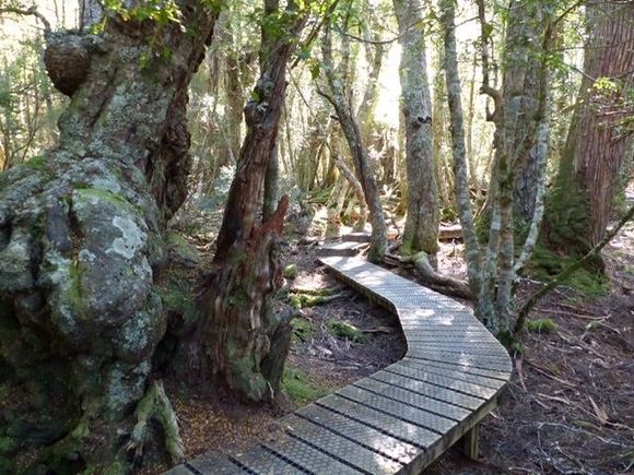 More forest