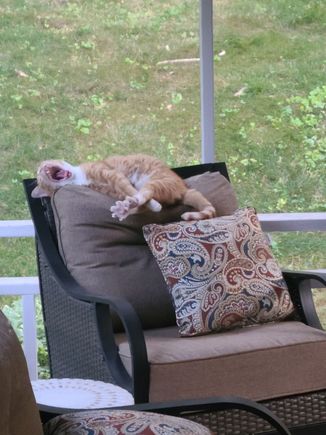 My grand cat, because you all (especially Ziggy) have not seen a picture of him lately. You’re welcome Zig. 