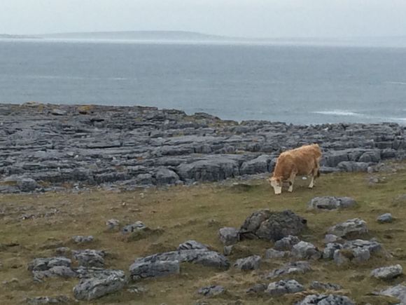 Cow in The Burren