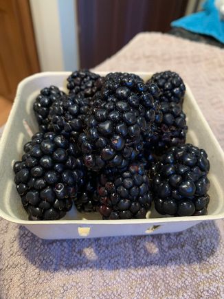 Huge blackberries from the farmers market.