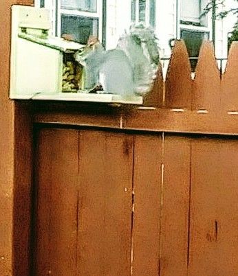 We have two squirrel feeders in our yard. They love these. 