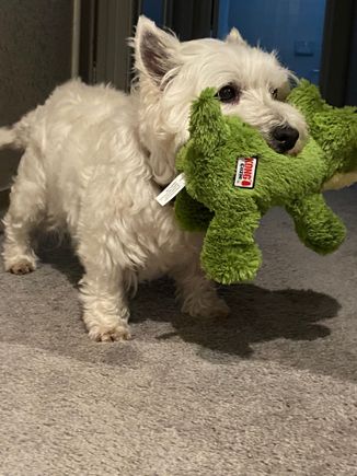 Happy Birthday Barry! 11 today. Alligator squeaks very well. He won’t share either